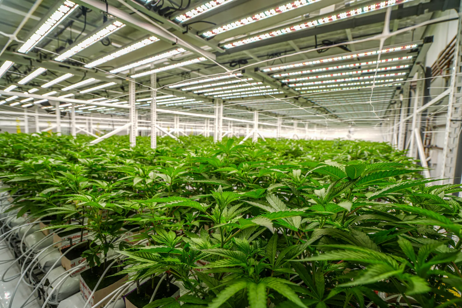 Quality control laboratory